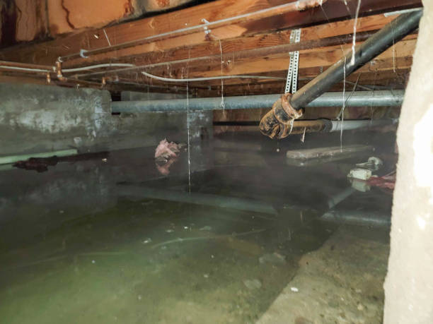 Best Basement water damage restoration  in Saukville, WI